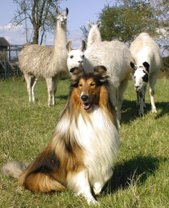 hund_lamas.jpg
