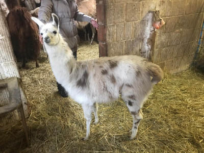 kleines-lama.jpg