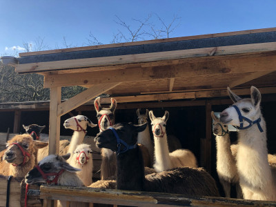 lama-gruppe.jpg