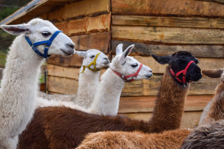 lama-koepfe.jpg