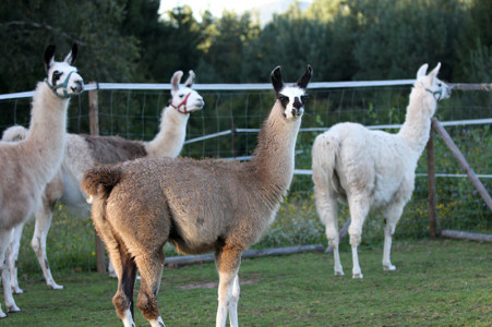 lama_gruppe5.jpg