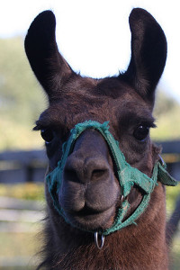 lama_portrait1.jpg