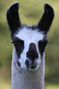 lama_portrait3.jpg