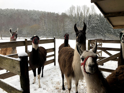 lamas-schnee.jpg