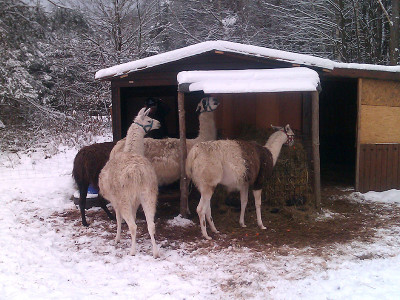 lamas_winter.jpg