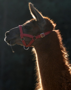 Lama Portrait