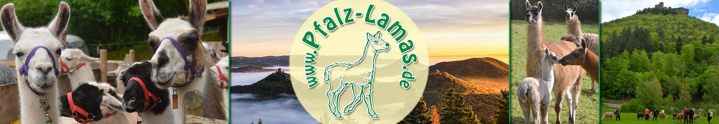 Pfalz-Lamas