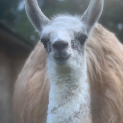 Benito