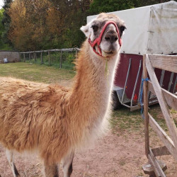 Kalif