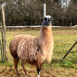 Julchen