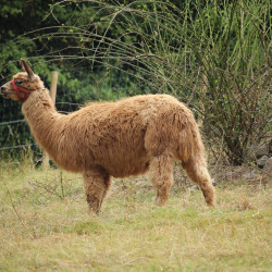 Quillaja