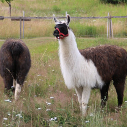 Susi