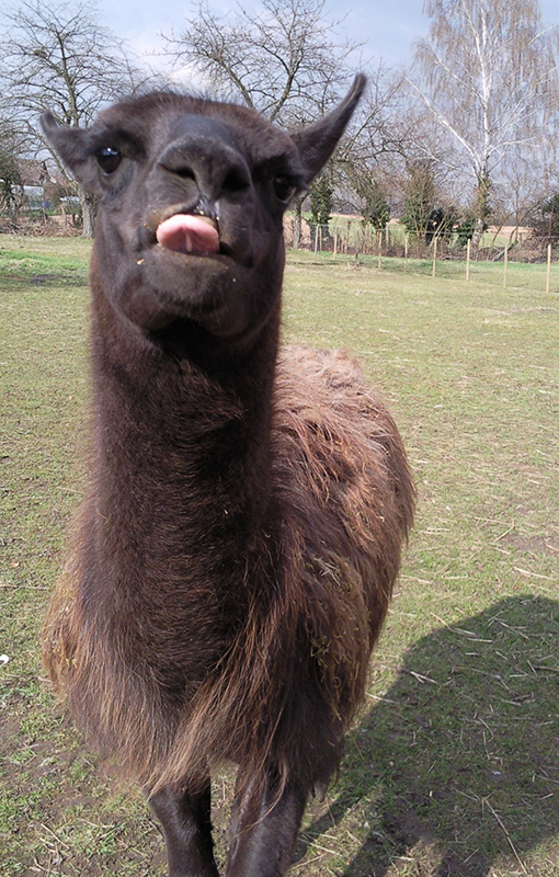 lamas